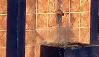 image | Sanitarna inspekcija ne poseduje rešenja o zabrani upotrebe vode za piće u pet naseljenih mesta u opštini Vrbas iz 2006. godine, ali je "još uvek na snazi pa nije potrebno donositi novo“.