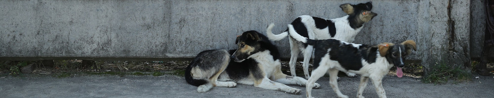 image | Programa kontrole populacije pasa lutalica u opštini Vrbas